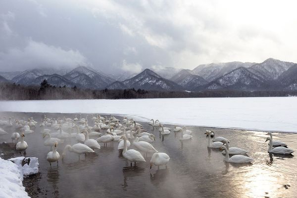 Goff, Ellen 아티스트의 Japan-Hokkaido A group of whooper swans congregate in the mist작품입니다.